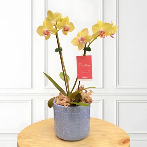 Orquídea Phalaenopsis Amarilla Sol