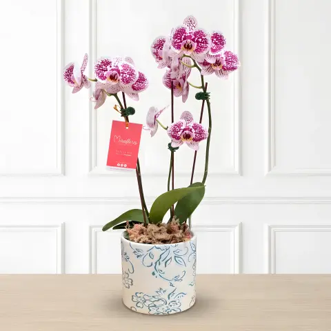 Orquídea Phalaenopsis Magenta Deluxe