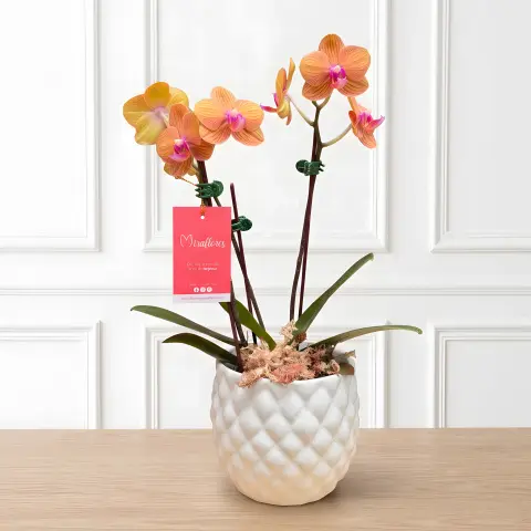 Orquídea Phalaenopsis Durazno Royal