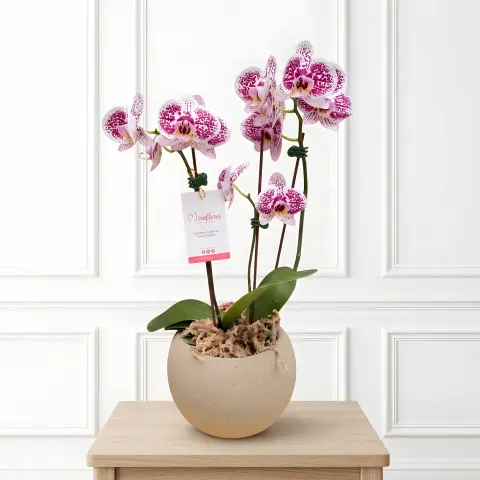 Orquídea Phalaenopsis Fucsia Imperial