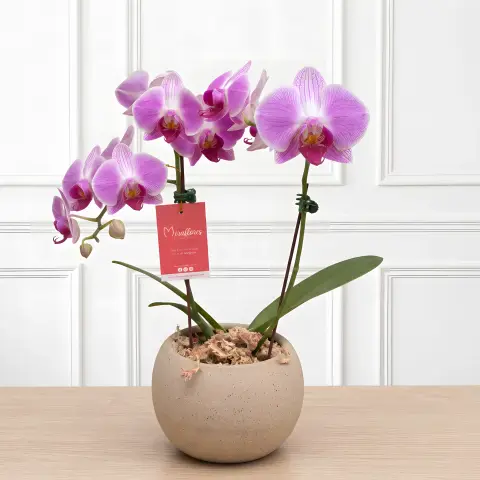 Orquídea Phalaenopsis Violeta Armonía