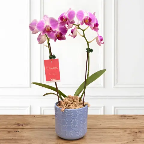 Orquídea Phalaenopsis Carmesí Silvestre