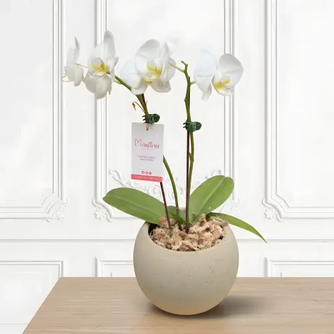 Orquídea Phalaenopsis Blanca Serena