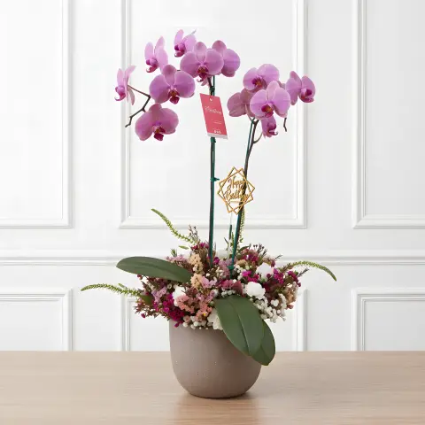 Orquídea Phalaenopsis & Jardín Base Mixto