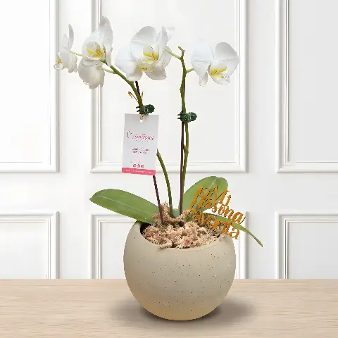 Orquídea Phalaenopsis Blanca Serena vista 2