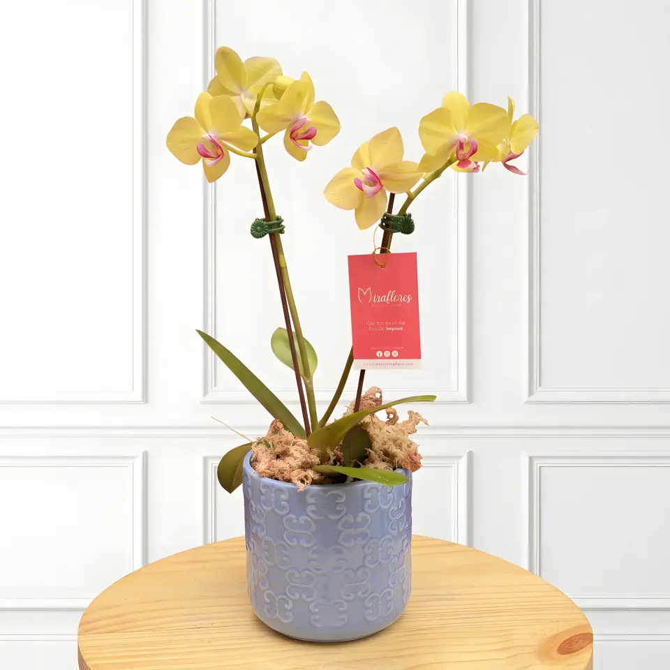Orquídea Phalaenopsis Amarilla Sol