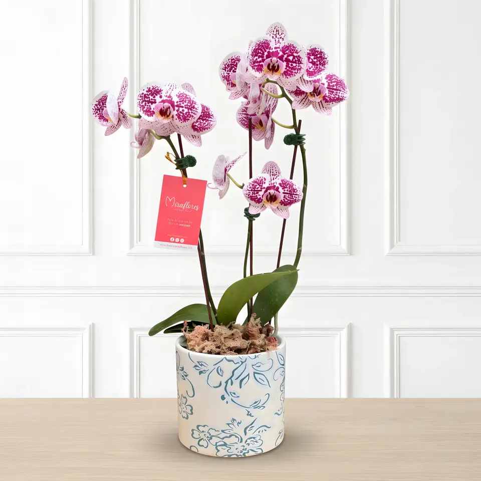 Orquídea Phalaenopsis Magenta Deluxe