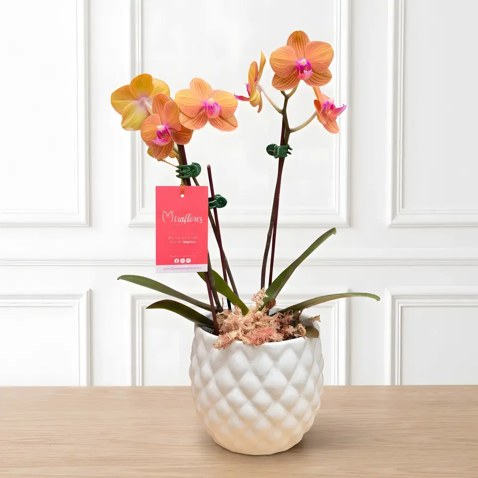 Orquídea Phalaenopsis Durazno Royal