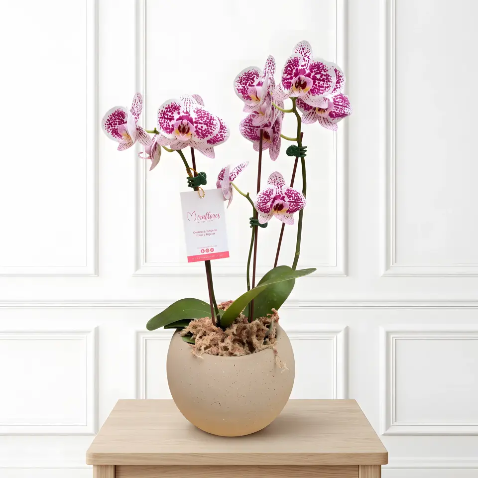 Orquídea Phalaenopsis Fucsia Imperial