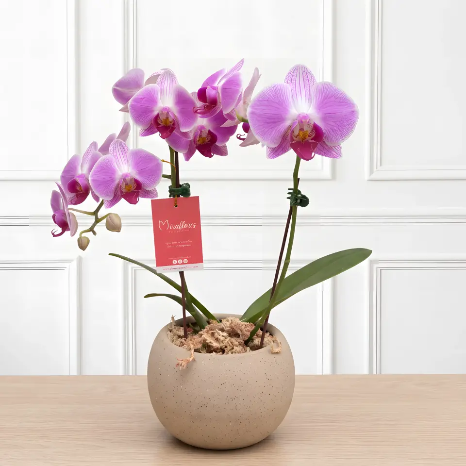 Orquídea Phalaenopsis Violeta Armonía