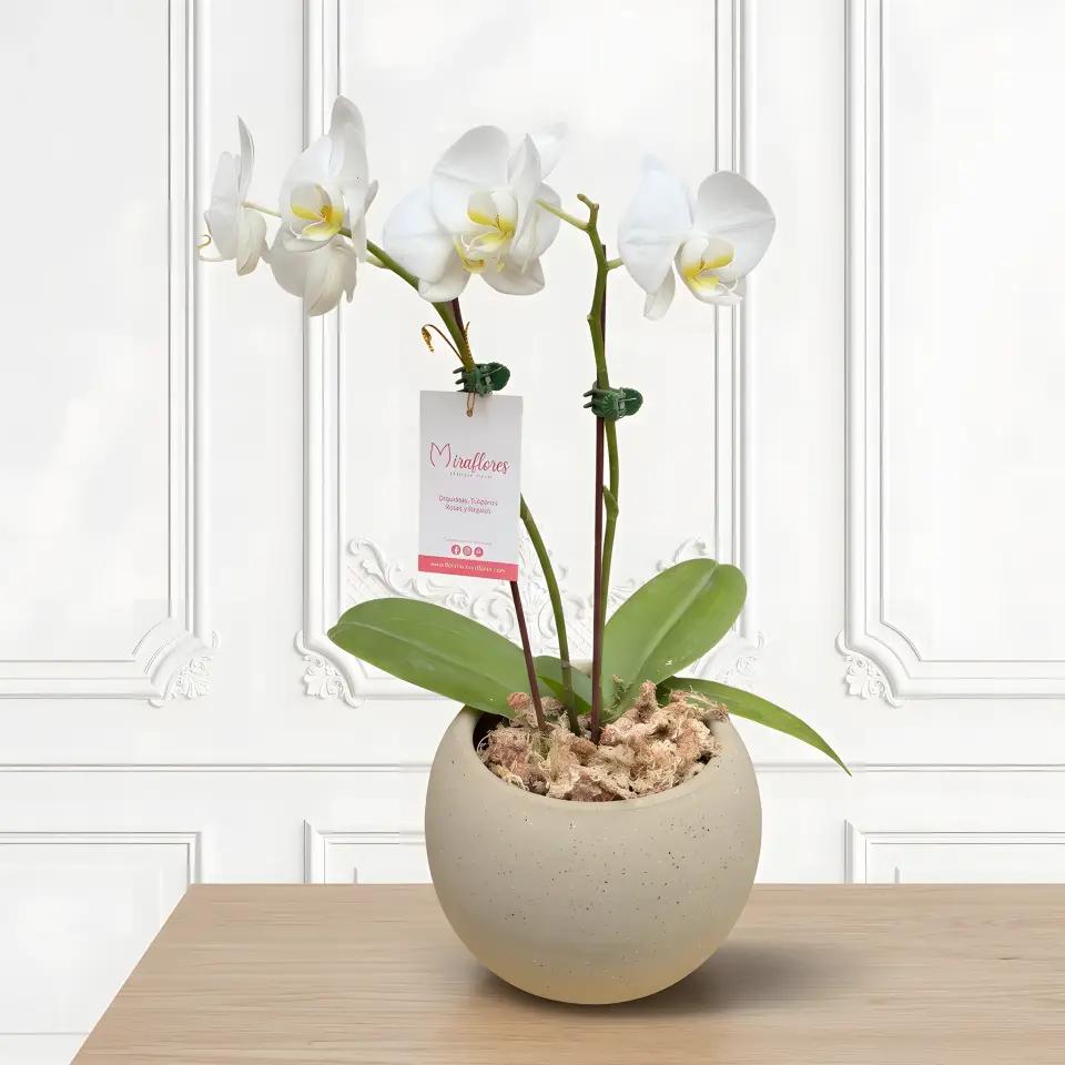 Orquídea Phalaenopsis Blanca Serena