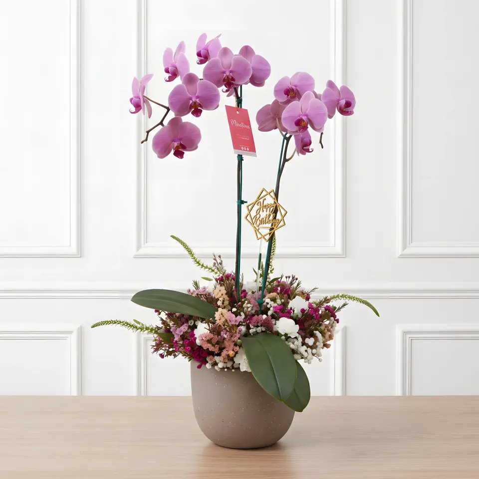 Orquídea Phalaenopsis & Jardín Base Mixto